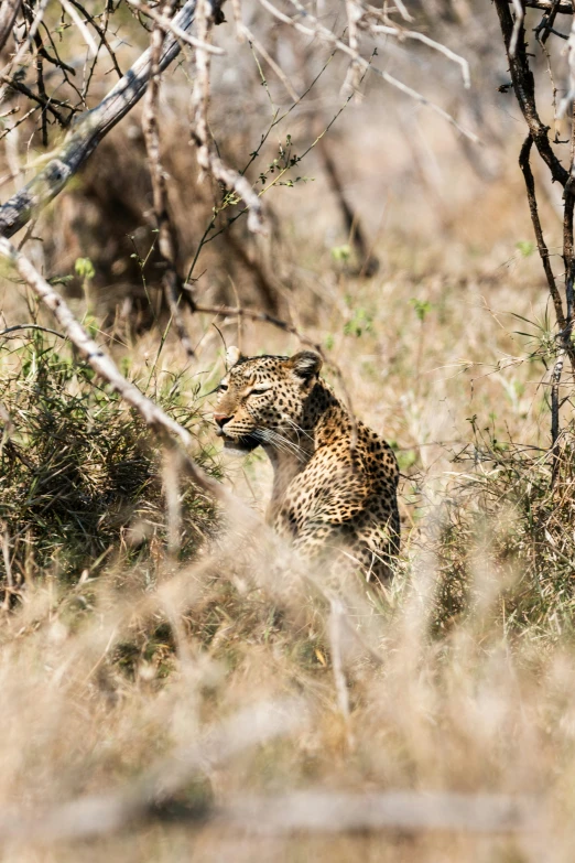 a leopard in the grass and some trees