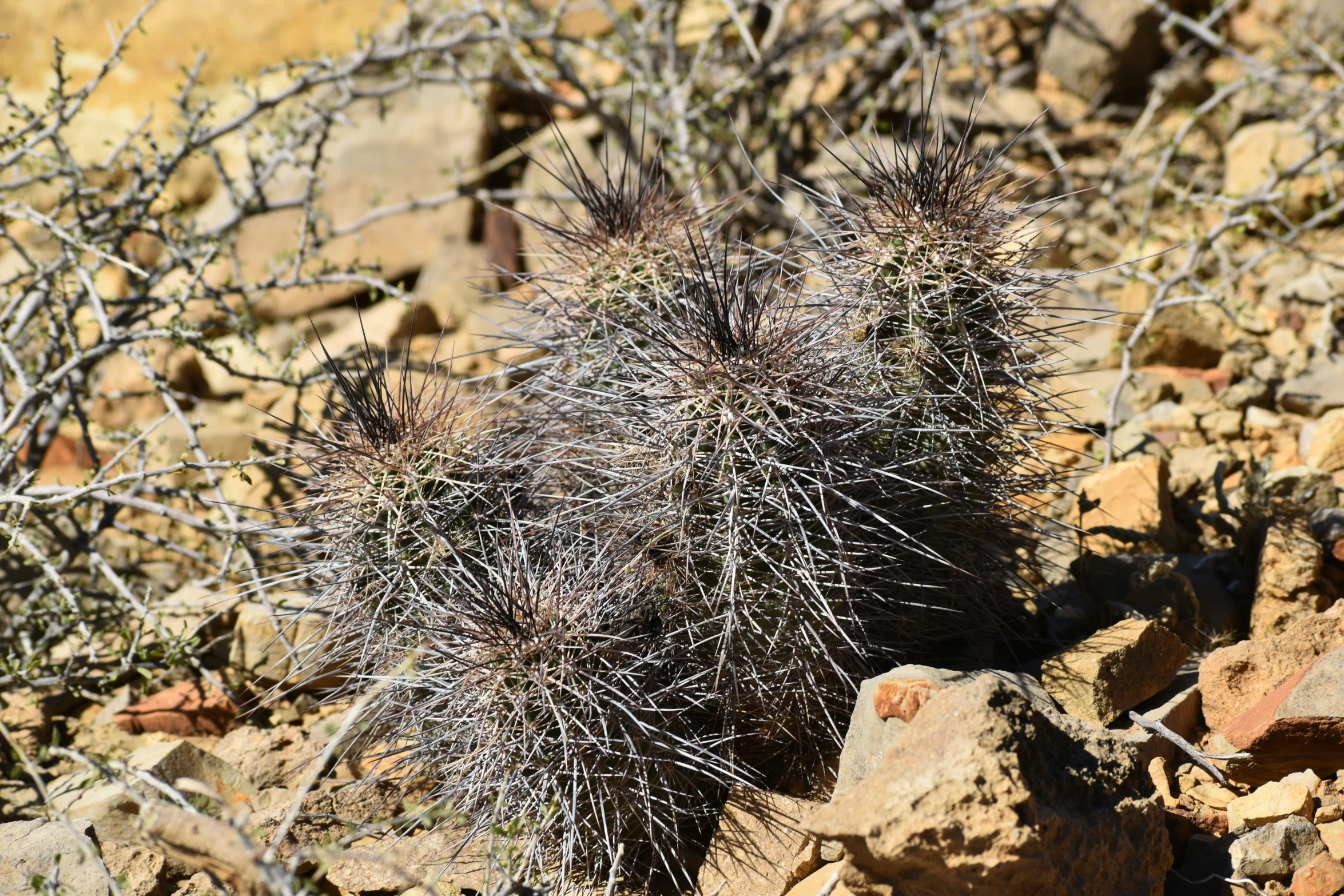 a cactus plant sits alone amongst rocks