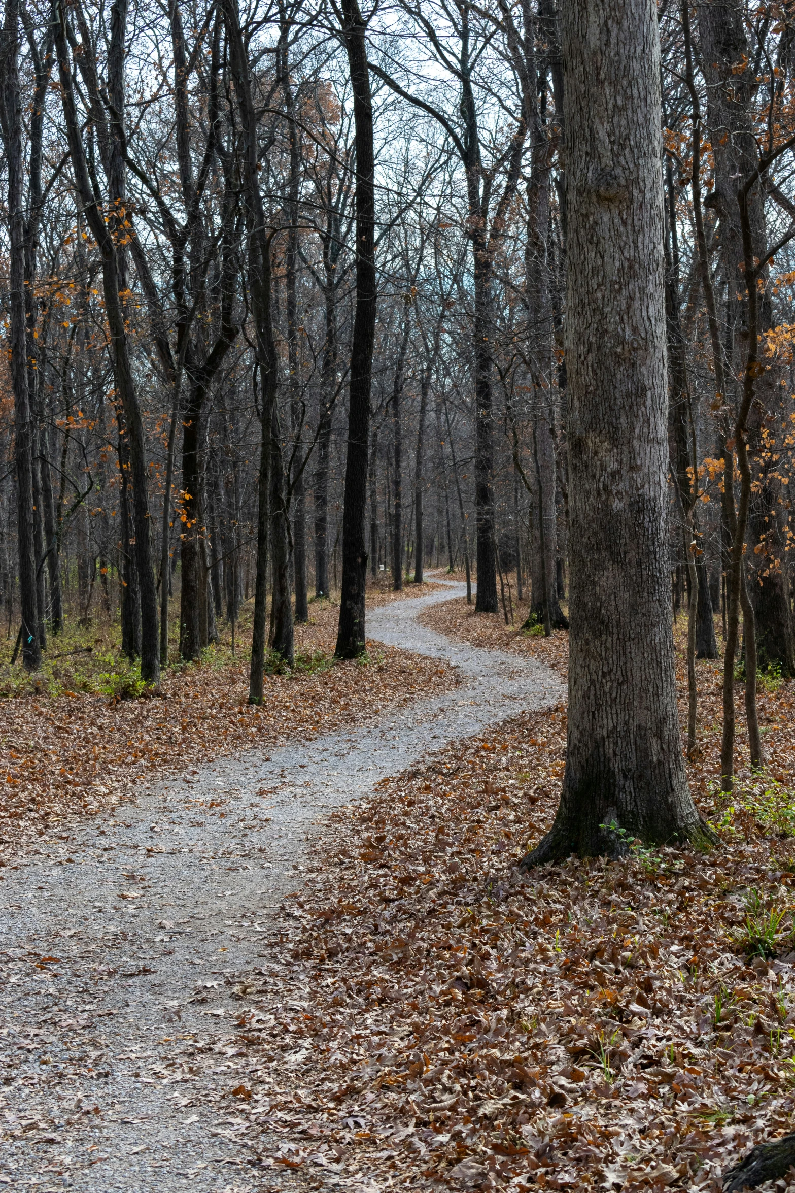 a trail in the woods near many trees