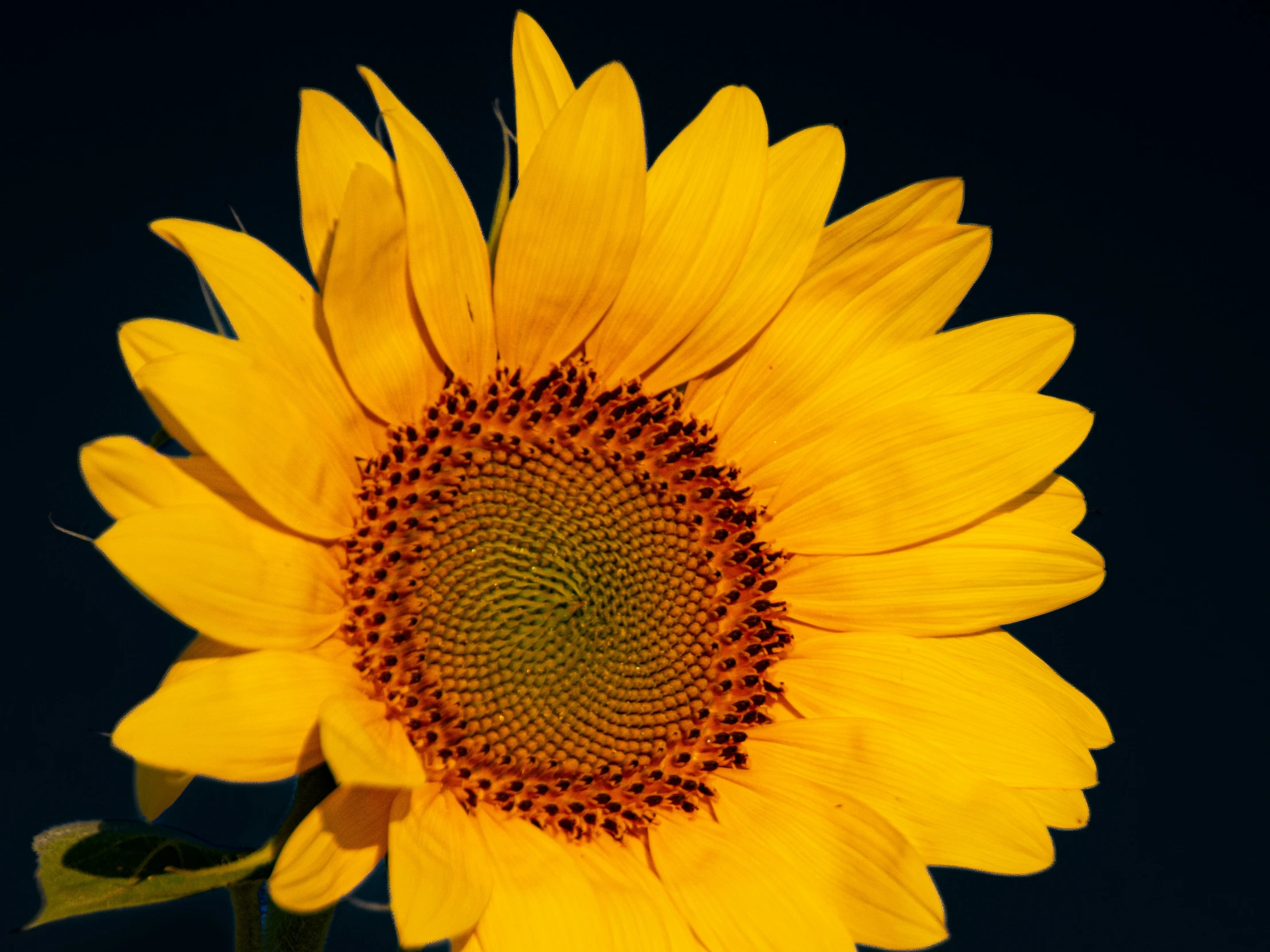 the large yellow flower is in a vase