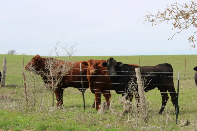 five cows in a field, the three are standing together