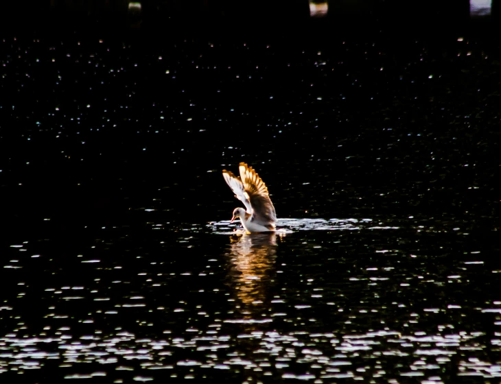 a seagull spreads its wings to the water's surface