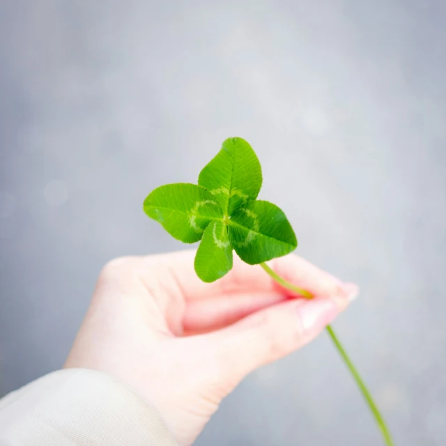 a small leafy clover held by a woman's hand