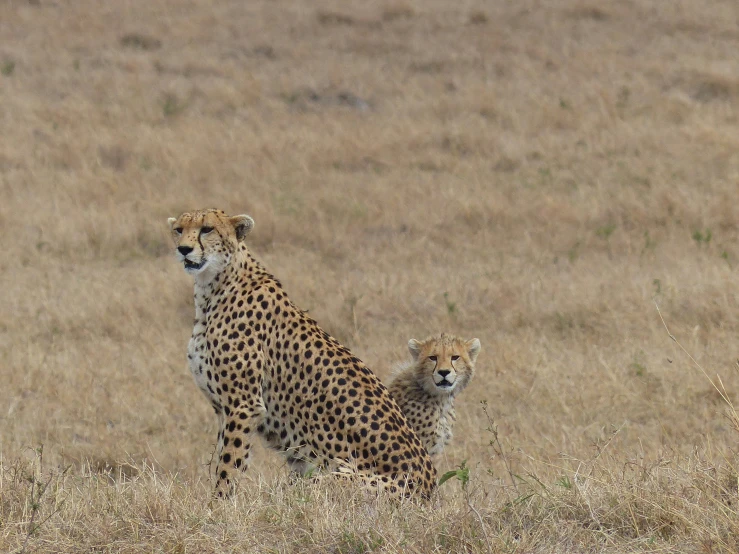 a couple of big animals that are walking through the grass