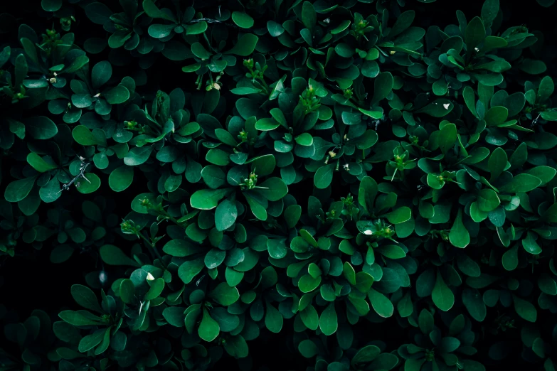 green leafy plant is displayed on a black background