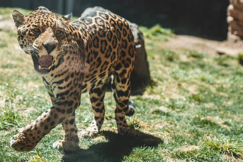 the big cat is walking on the grass in the wild