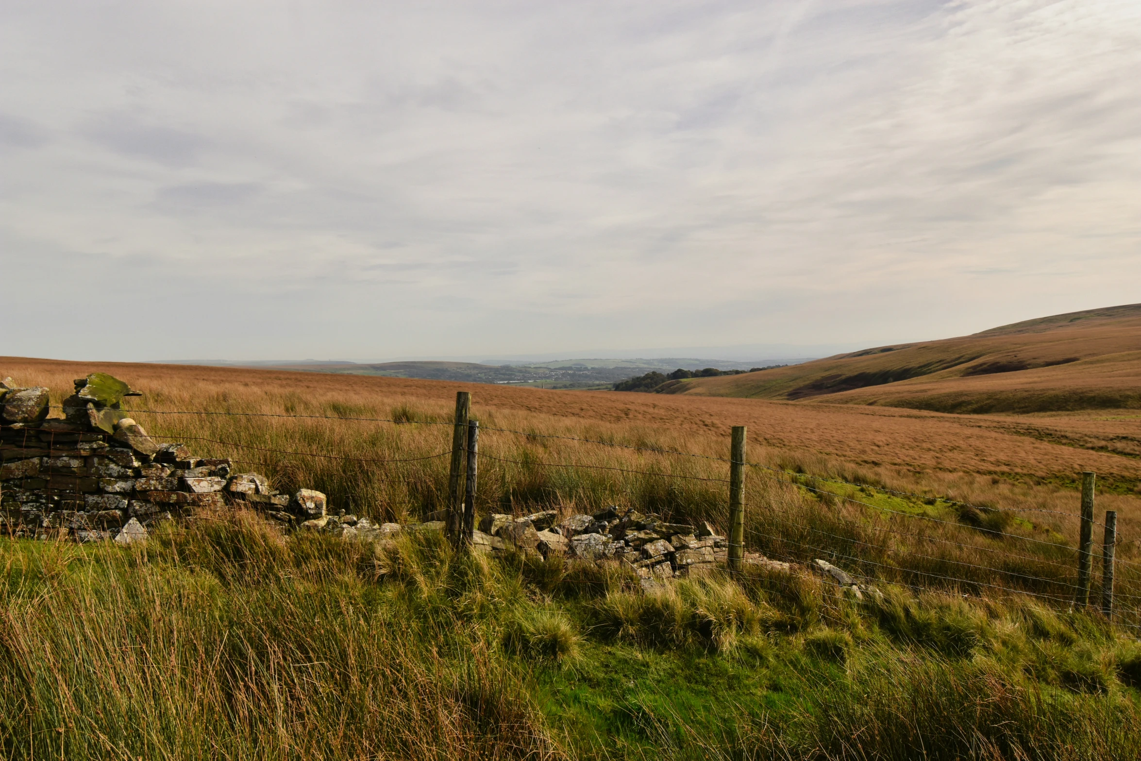 sheep grazing in an open field near a stone fence