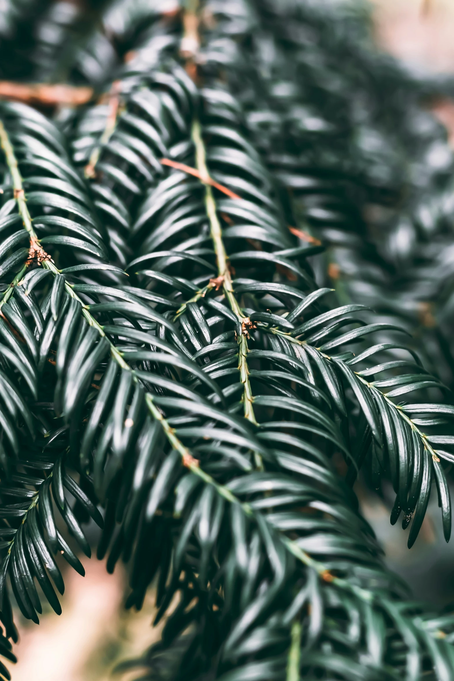 a close up s of a green plant