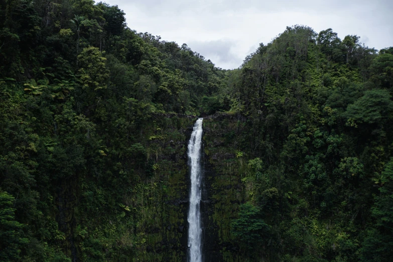 a water fall in front of a tall forest