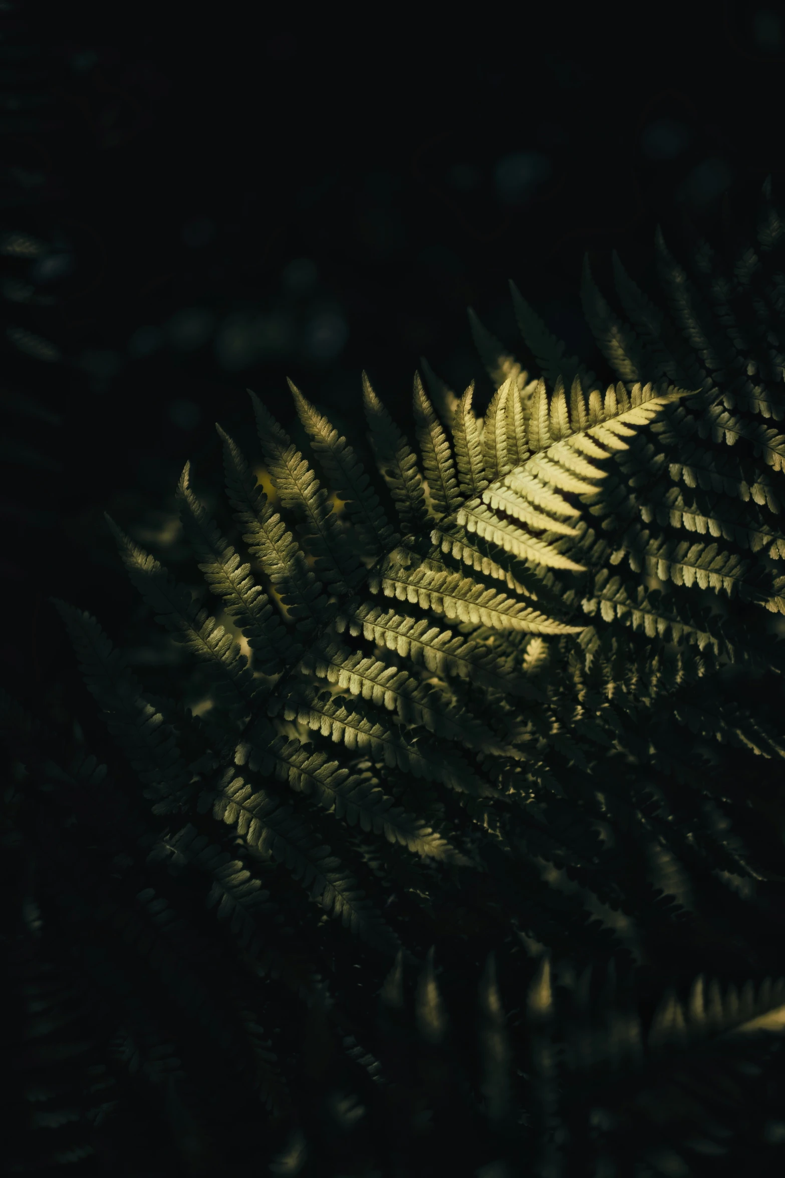 an image of sunlight shining on leaves in the night