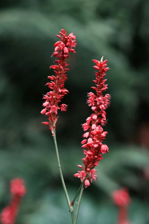 bright red flower with long stems and buds