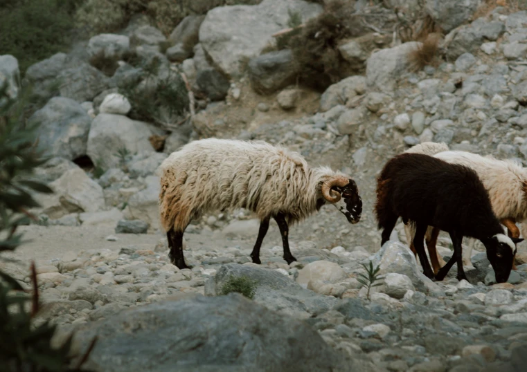 a group of goats grazing on rocks on a hill