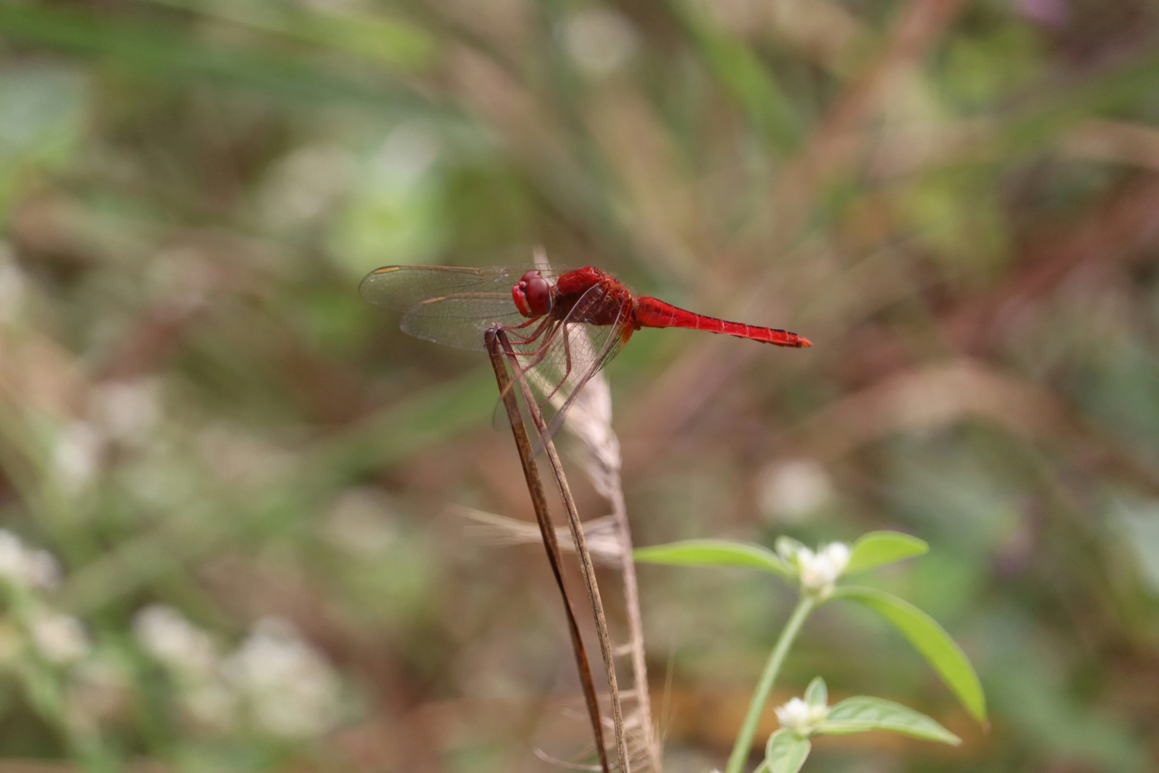 a dragonfly sits on top of a stick