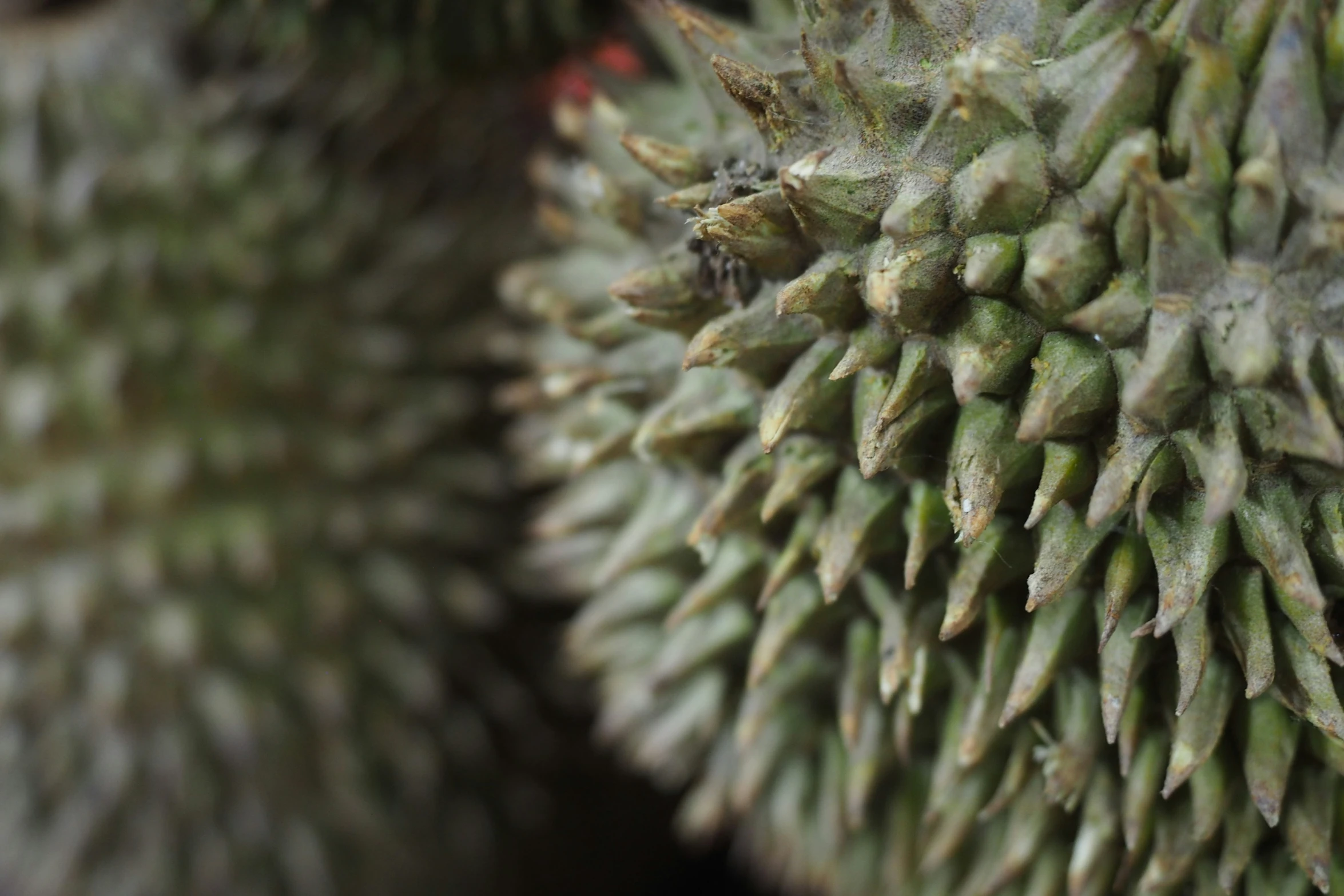 the back side of an enormous green plant