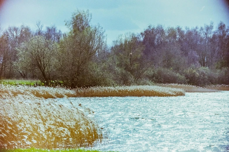 water that has grass on top and water all over it