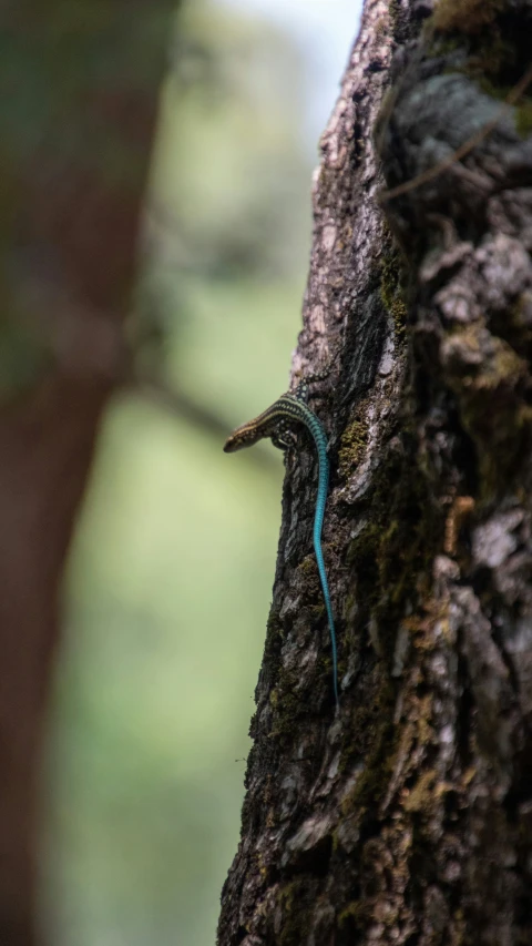 a green lizard is crawling in a tree