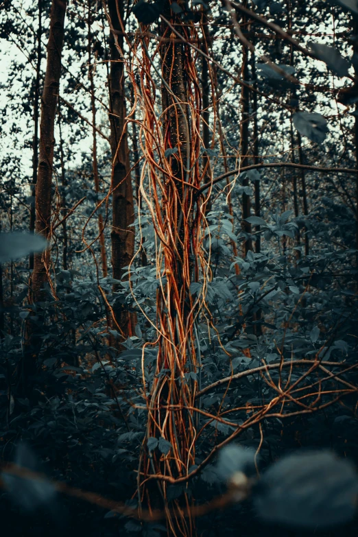 a tree and vines stand in a forest