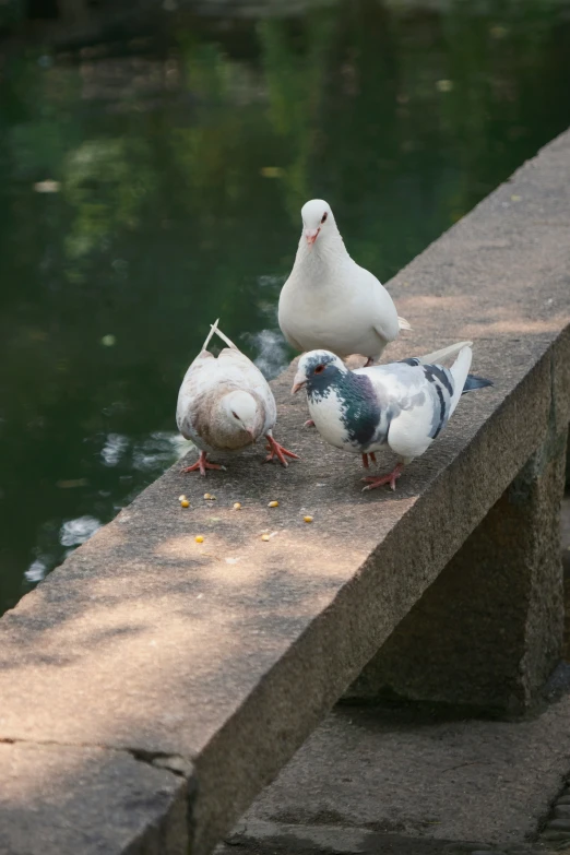 four birds are gathered on top of the bench