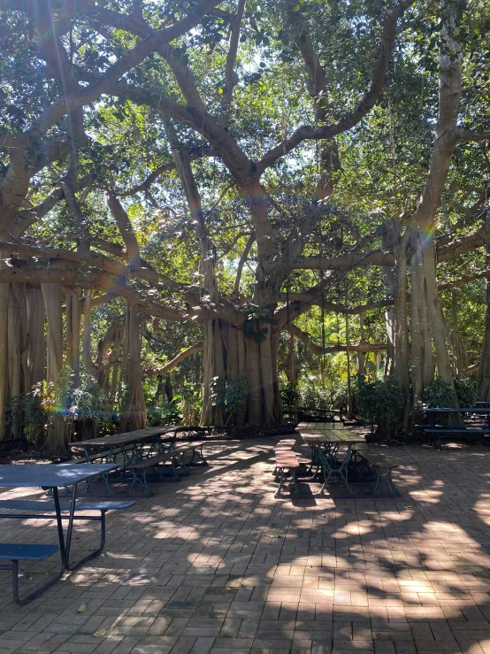 a park with benches and trees on the ground