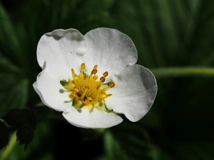 a flower with yellow centers on it surrounded by green leaves