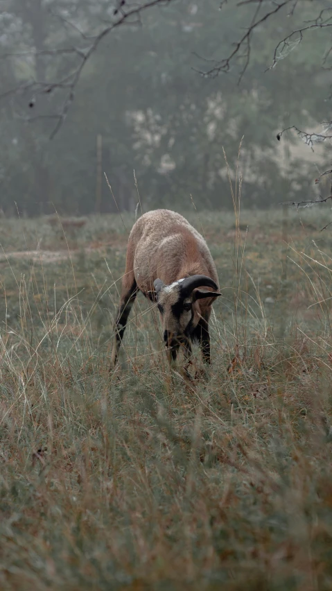 an animal that is grazing on some grass