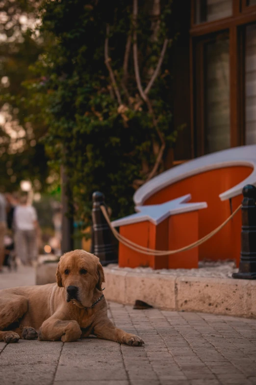 the dog is laying on the sidewalk beside the building