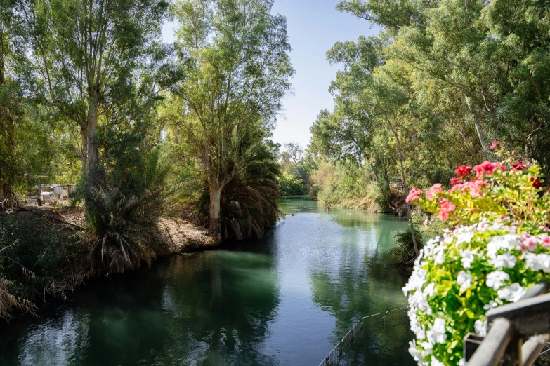 a river runs through a lush green forest