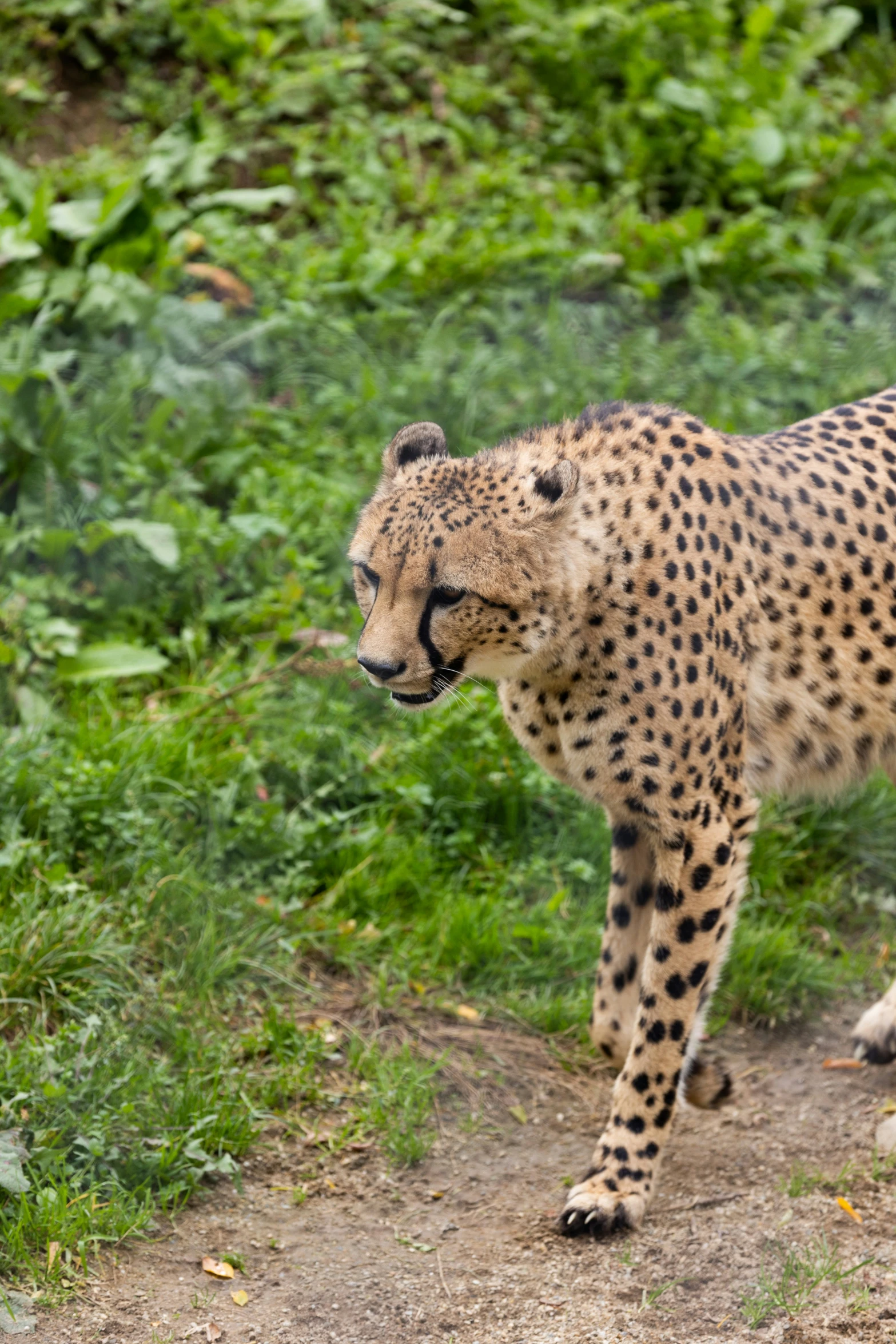 a cheetah cub walking on a trail next to a grass covered field