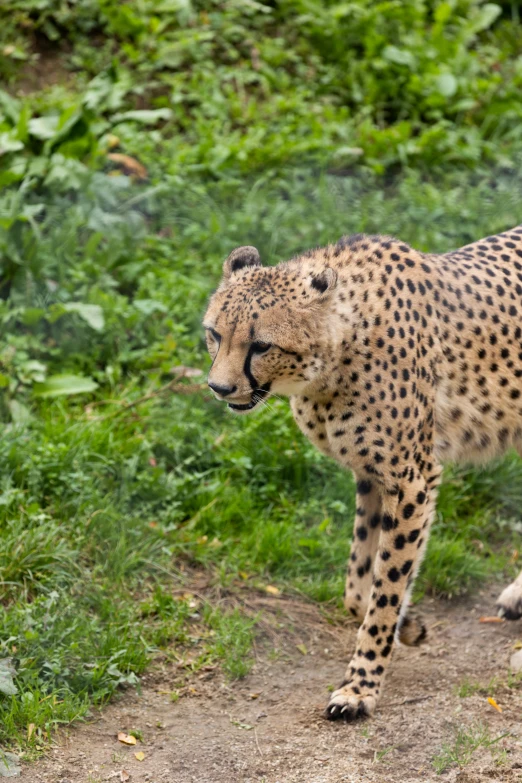 a cheetah cub walking on a trail next to a grass covered field