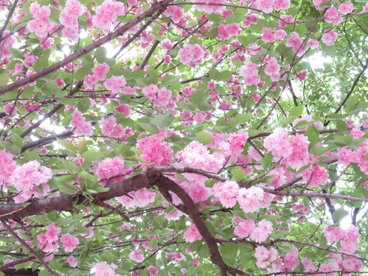 pink flowers blooming on a tree in the sky