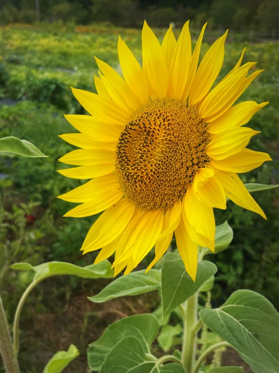 a sunflower is shown in this field