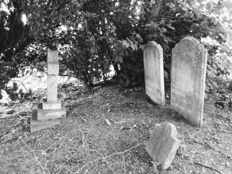 two old tombstones in a field with trees and bushes