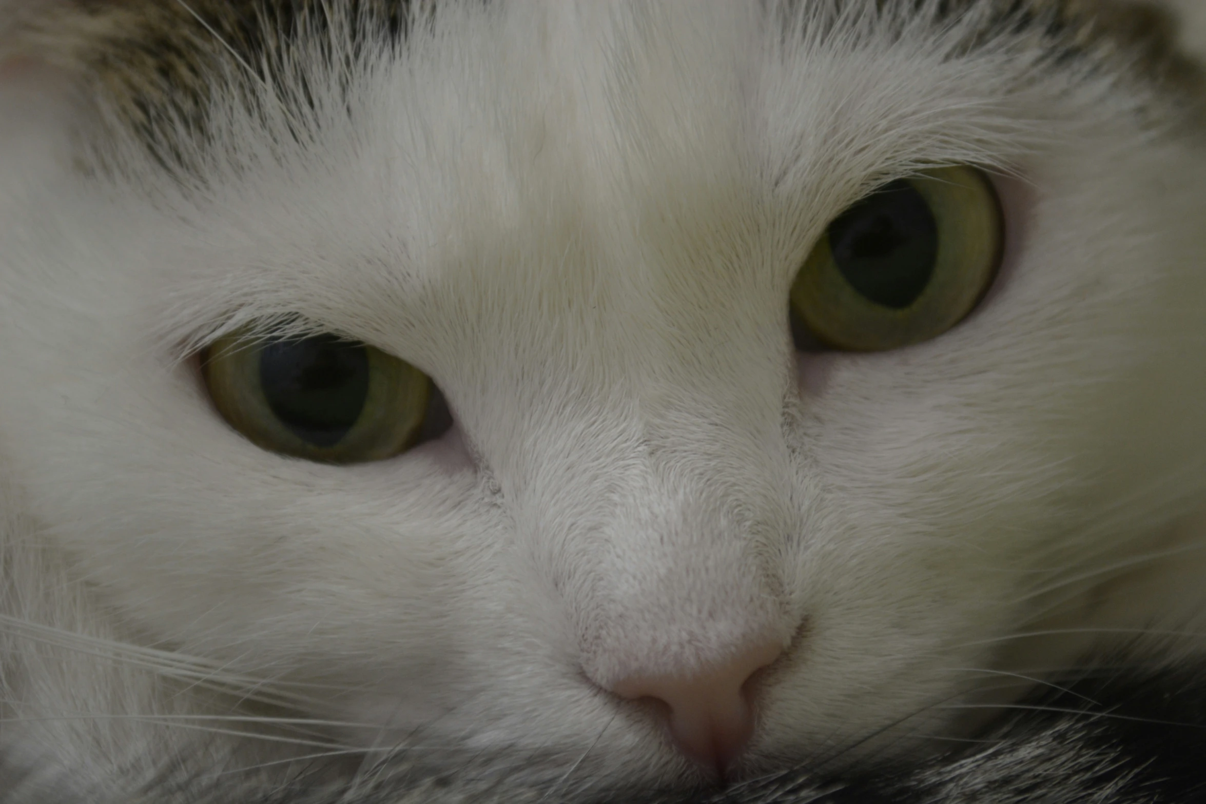 a close up po of a cat with brown eyes