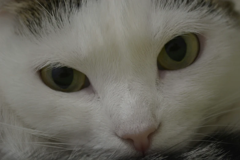 a close up po of a cat with brown eyes