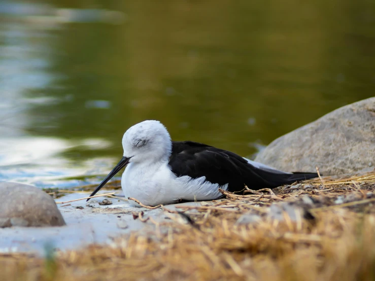 there is a bird that is laying on the grass next to the water