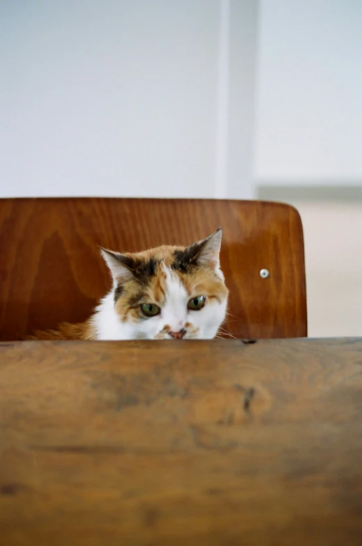 the cat looks over the edge of the chair and is peering at the camera