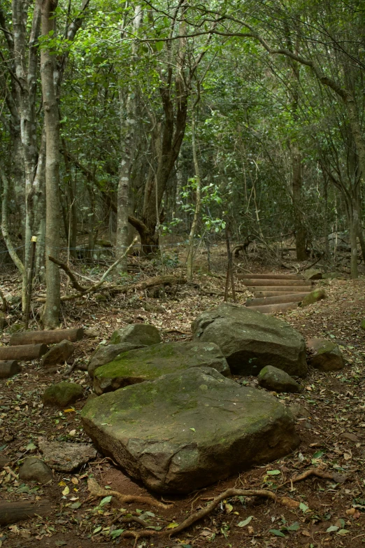 there are rocks on the ground and trees in the background