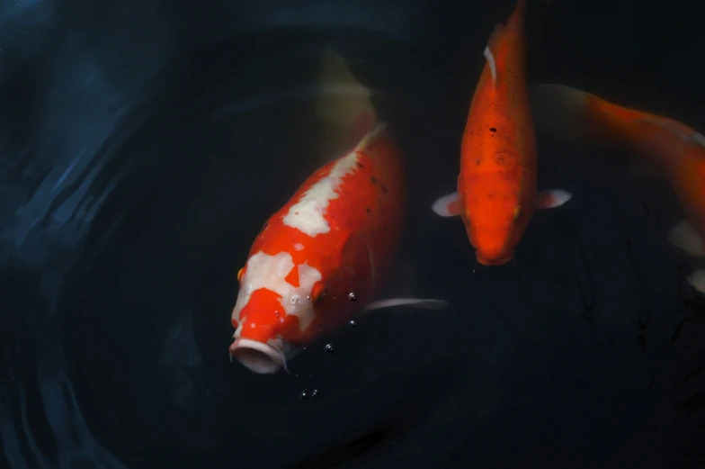 two goldfish swim side by side in the pond