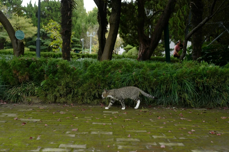 a cat running on the sidewalk and by some trees