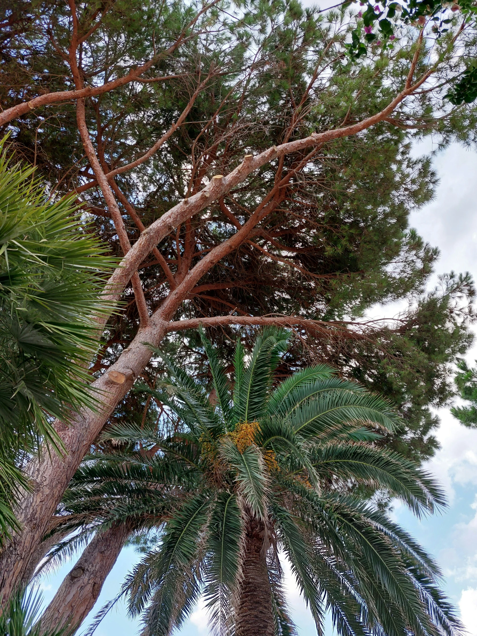 a lot of tall palm trees on a cloudy day