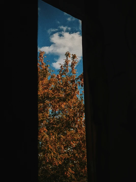 trees outside an open window in the house