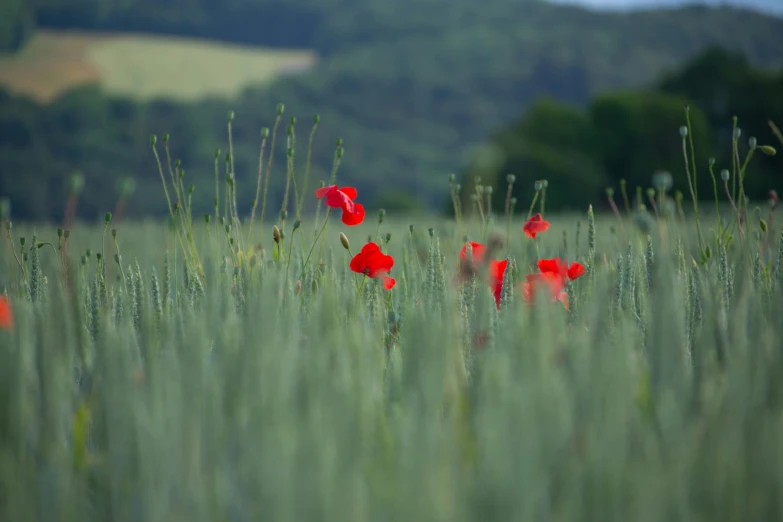 a meadow with flowers, in a blurry po