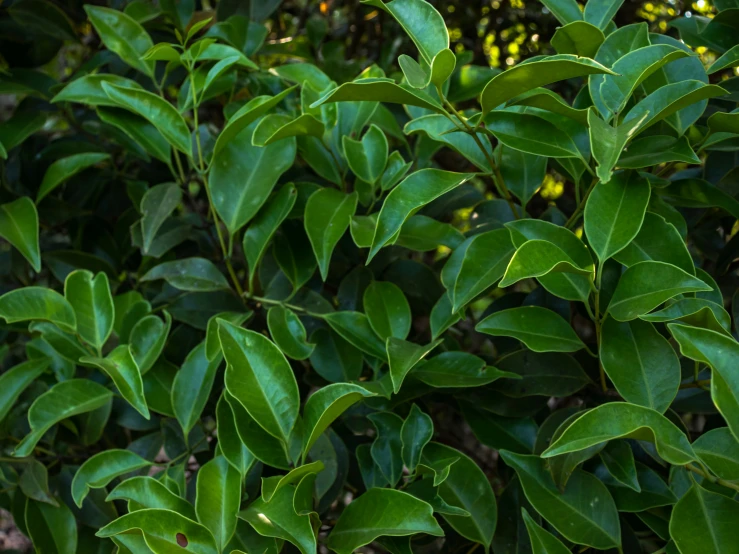 green leaves and green foliage close up