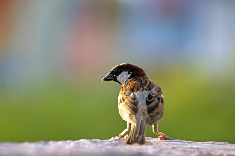 a small bird sitting on a stump in the yard