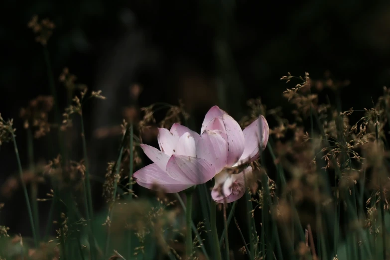 two pink flowers sitting in tall grass near each other