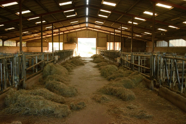 large open barn area with hay being fed by cows