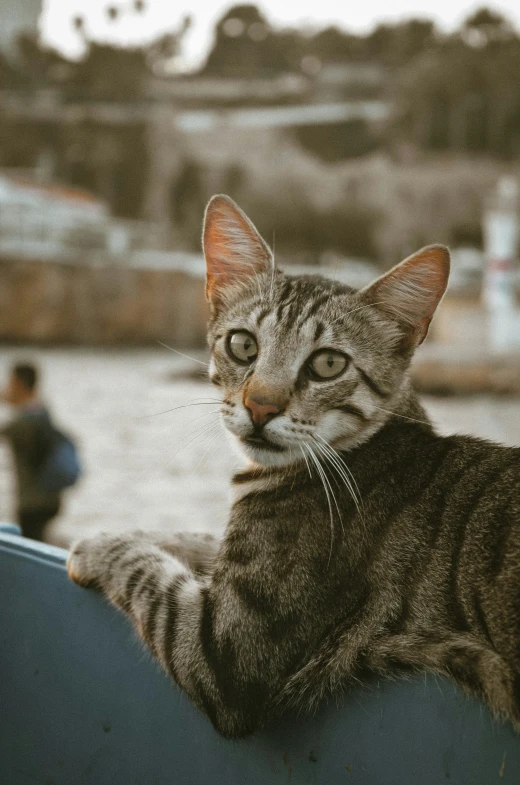 the tabby cat is sitting outside of a building