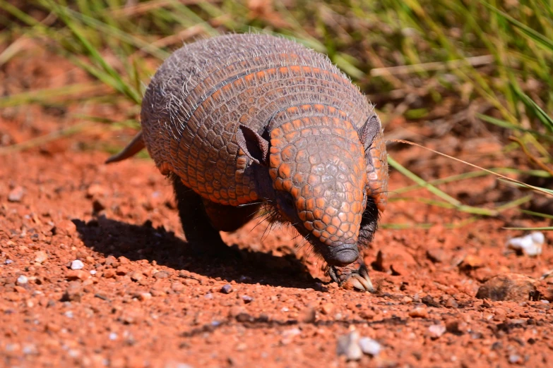 an armadile walking through red dirt on the ground