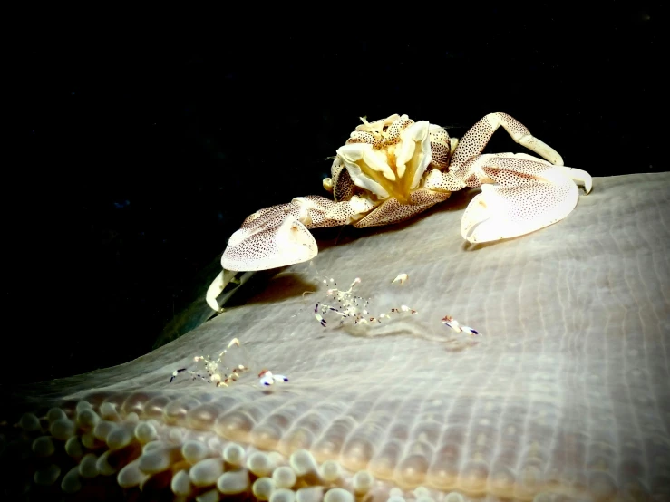 an image of a close up of some flowers