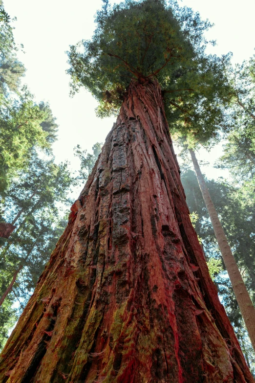 the top of a tree is red in color